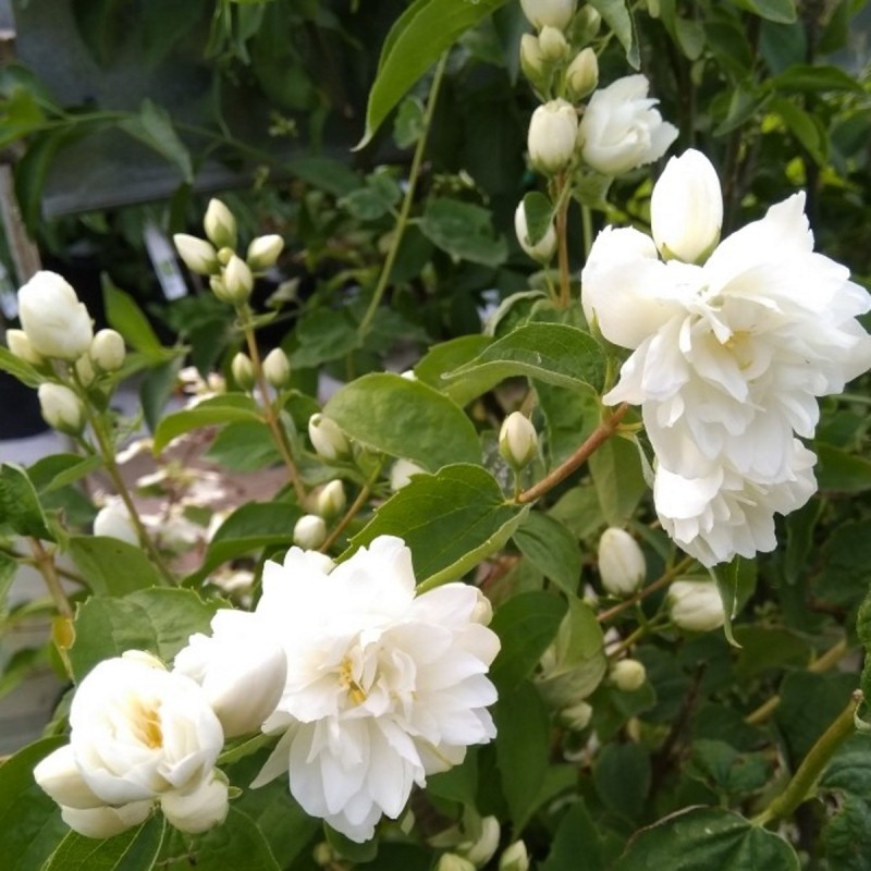 Philadelphus virginalis Schneesturm - Uægte Jasmin