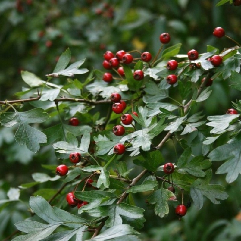 Hvidtjørn, Crataegus monogyna Hvidtjørn, Crataegus monogyna