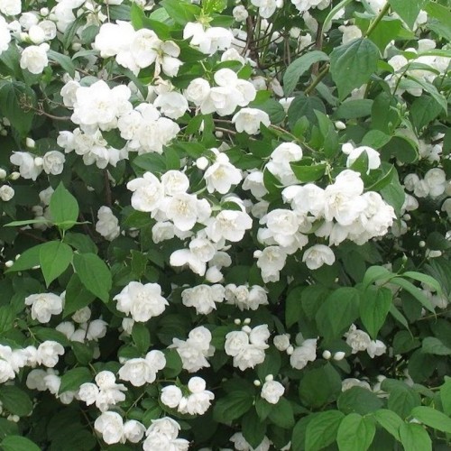 Uægte Jasmin, Philadelphus virginalis