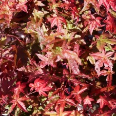 Japansk Ahorn, Acer palmatum Deshojo