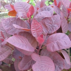 Cotinus coggygria Grace / Parykbusk