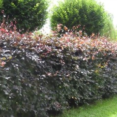 Fagus sylvatica Purpurea