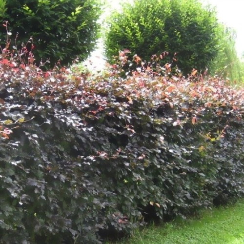 Fagus sylvatica Purpurea