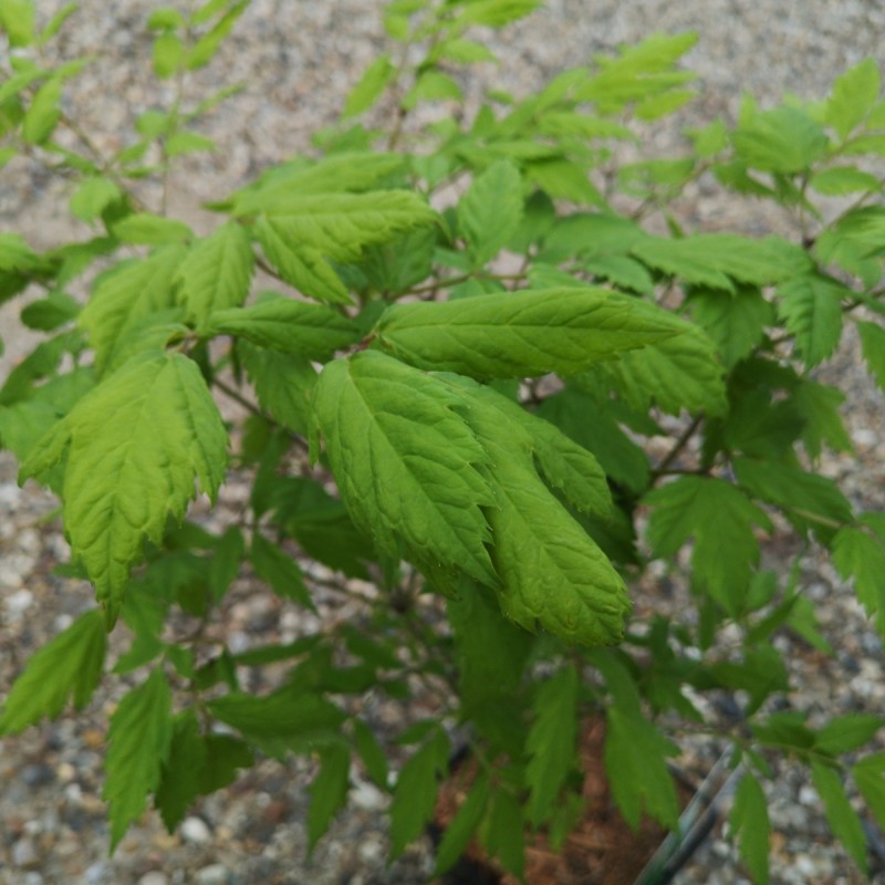 Actaea racemosa / Sort sølvlys