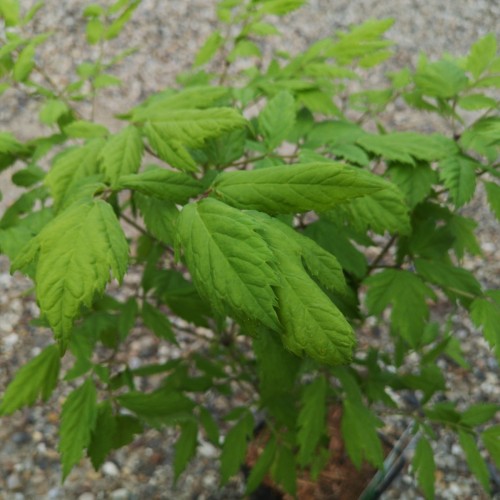 Actaea racemosa / Sort sølvlys