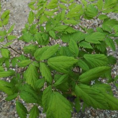 Actaea racemosa / Sort sølvlys