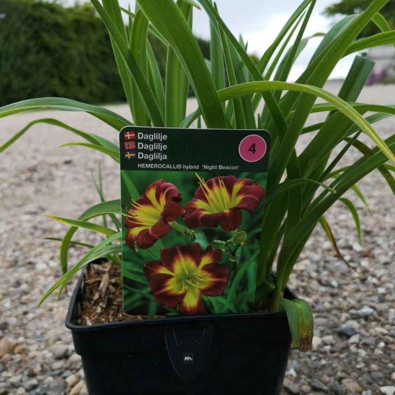 Hemerocallis hybrid Night Beacon / Daglilje