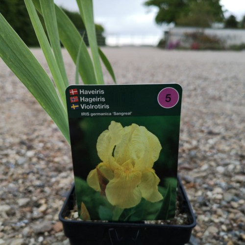 Iris germanica Sangreal / Iris