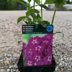 Phlox paniculata Purple Kiss / Høstfloks