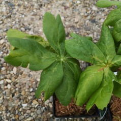 Podophyllum peltatum / Fodblad