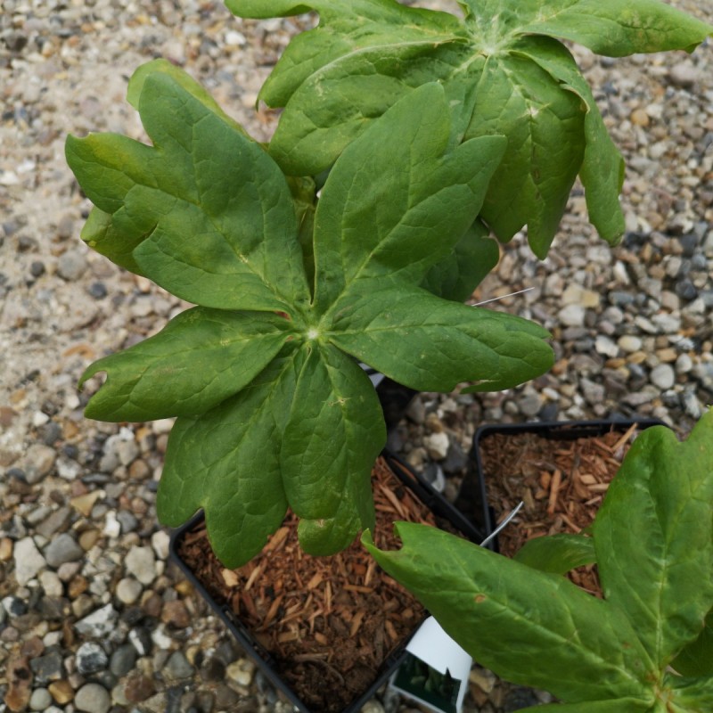 Podophyllum peltatum / Fodblad