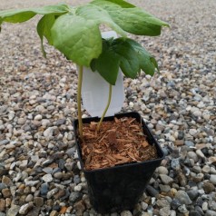 Podophyllum peltatum / Fodblad