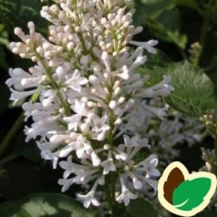 Syringa josikaea Holger - Ungarsk Syren