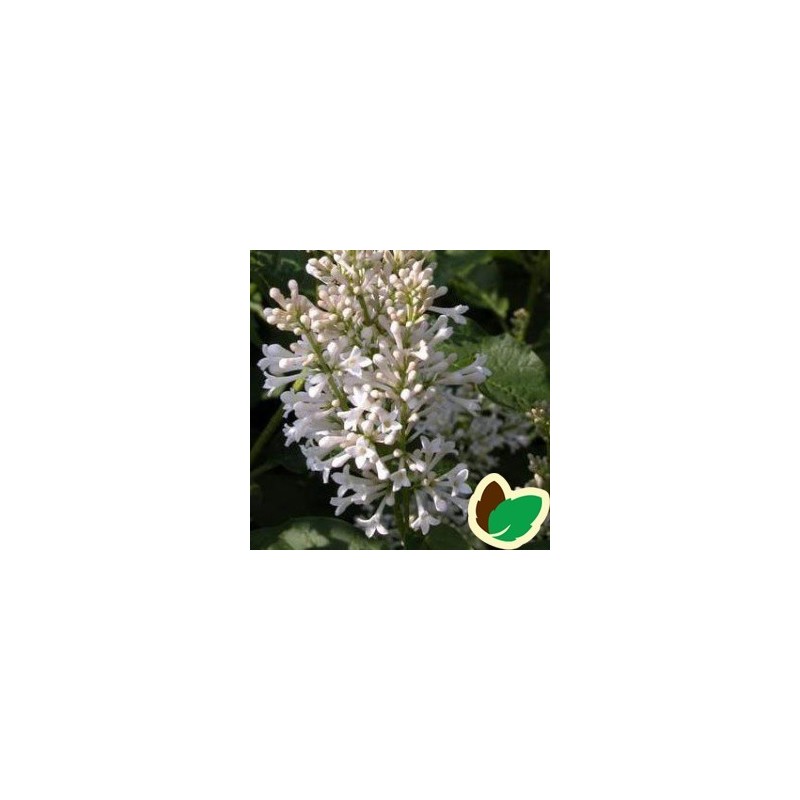 Syringa josikaea Holger - Ungarsk Syren