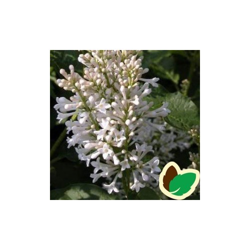 Syringa josikaea Holger - Ungarsk Syren