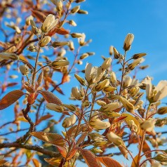 Bærmispel 30-60 cm. - Bundt med 10 stk. barrodsplanter - Amelanchier lamarckii