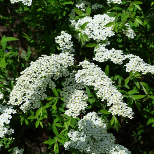 Spiraea Arguta - Snedrivebusk