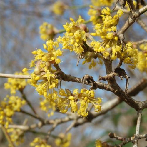 Cornus mas - Kirsebærkornel