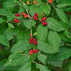 Dunet Gedeblad, Lonicera xylosteum