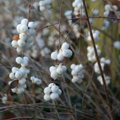 Almindelig Snebær, Symphoricarpos albus