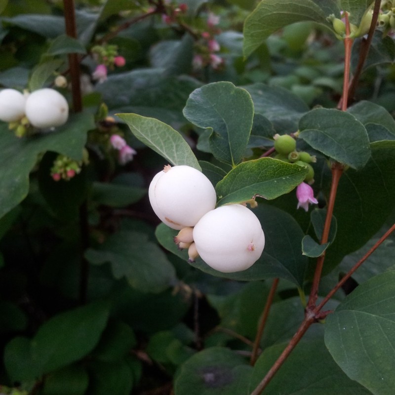 Almindelig Snebær, Symphoricarpos albus