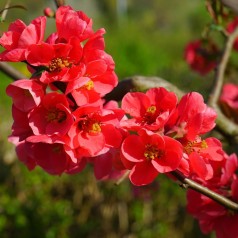 Chaenomeles japonica - Japansk Kvæde