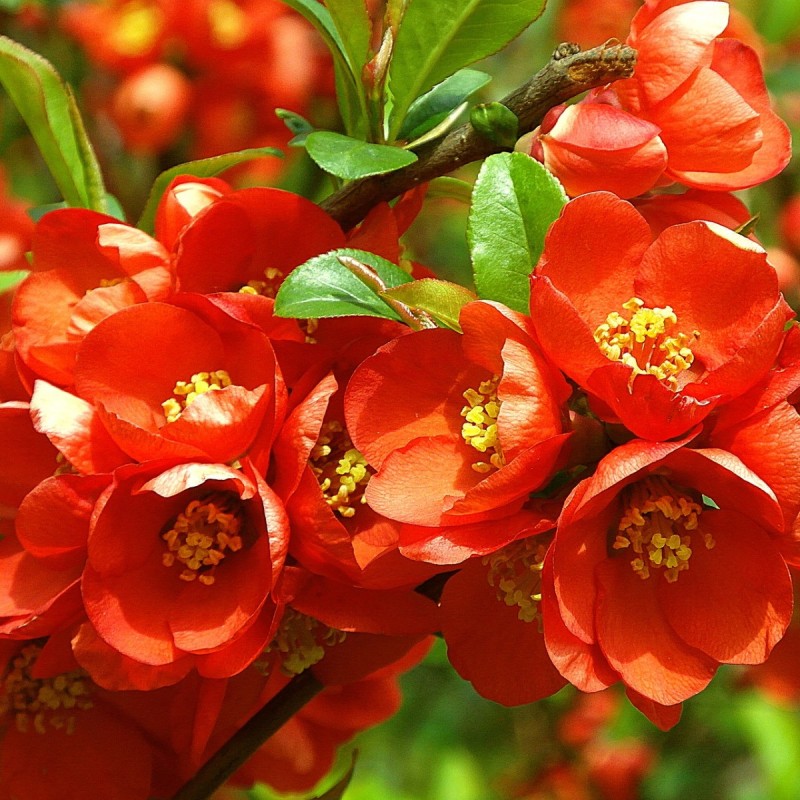 Chaenomeles japonica - Japansk Kvæde