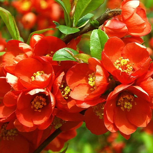 Chaenomeles japonica - Japansk Kvæde