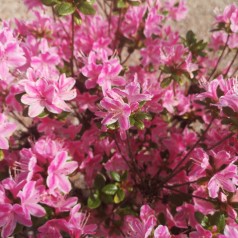Rhododendron Kermesina Rose - Japansk Azalea