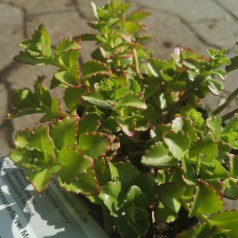 Sedum spurium Summer Glory / Stenurt