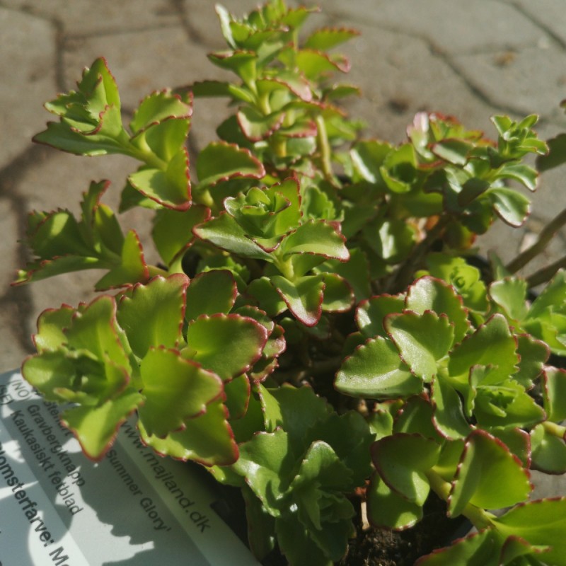 Sedum spurium Summer Glory / Stenurt