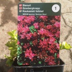 Sedum spurium Summer Glory / Stenurt