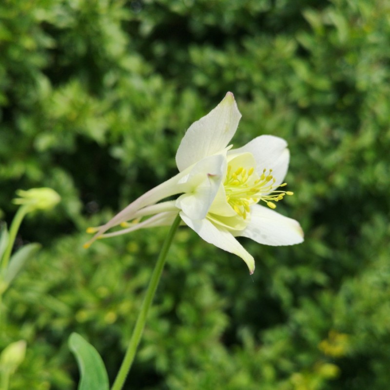 Aquilegia caerulea Kristall / Akeleje