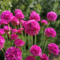 Armeria maritima Düsseldorfer Stolz / Engelsk Græs