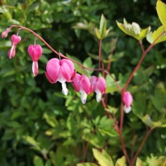 Dicentra spectabilis / Løjtnantshjerte