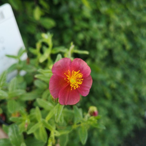 Helianthemum hybrid Mette / Soløje