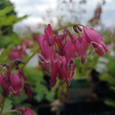 Dicentra hybrid King of Heart - Småhjerte