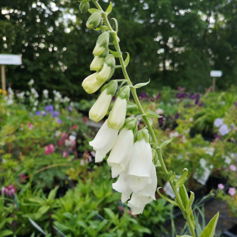 Digitalis purpurea Snow Thimple / Fingerbølblomst