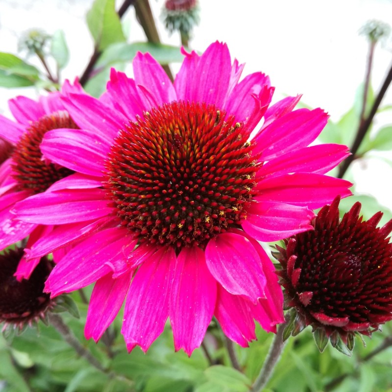 Echinacea purpurea SunSeekers Purple - Purpursolhat Echinacea purpurea SunSeekers Purple - Purpursolhat
