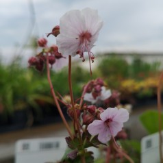 Geranium cantabrigiense Biokovo / Storkenæb