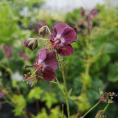 Geranium phaeum / Storkenæb