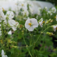 Geranium phaeum Album / Storkenæb