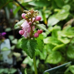 Plette Tvetand Shell Pink - Lamium maculatum Shell Pink