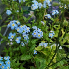 Myosotis palustris Nixenauge / Forglemmigej