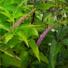 Veronicastrum virginicum Fascination / Virginsk Ærenpris