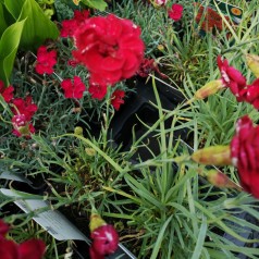 Dianthus plumarius Desmond / Fjernellike