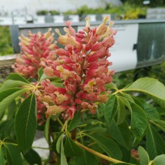 Aesculus pavia Koehnei - Amerikansk Dværg Hestekastanie