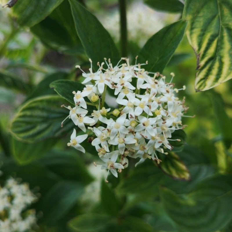 Gulgrenet Kornel 30-50 cm. - Bundt med 10 stk. barrodsplanter - Cornus sericea Flaviramea