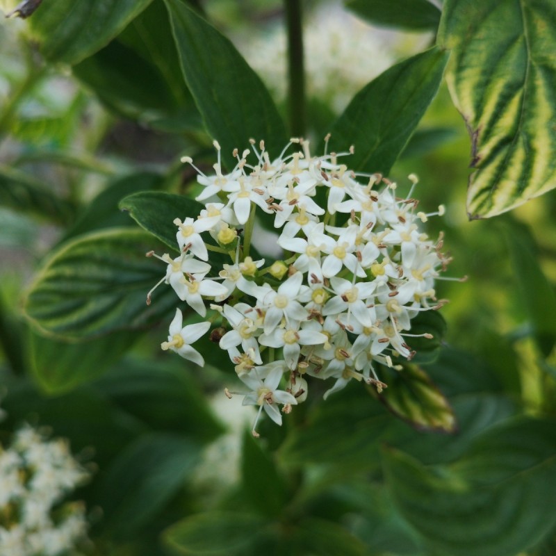 Gulgrenet Kornel 50-80 cm. - Bundt med 10 stk. barrodsplanter - Cornus sericea Flaviramea _