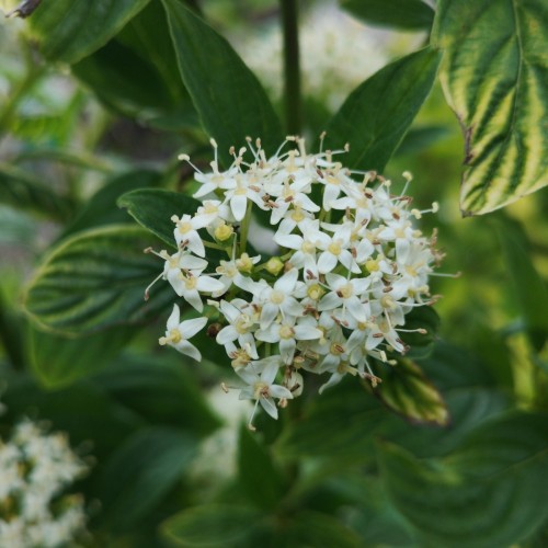 Gulgrenet Kornel 50-80 cm. - Bundt med 10 stk. barrodsplanter - Cornus sericea Flaviramea _